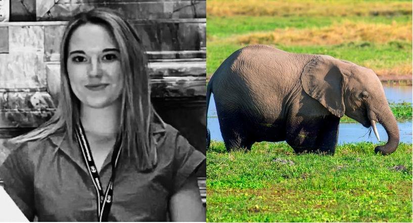 Spanish woman dies after being impaled by elephant in Thailand 