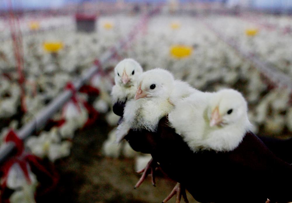 State Exco: Malacca among highest producers of chicken State Exco: Malacca among highest producers of chicken