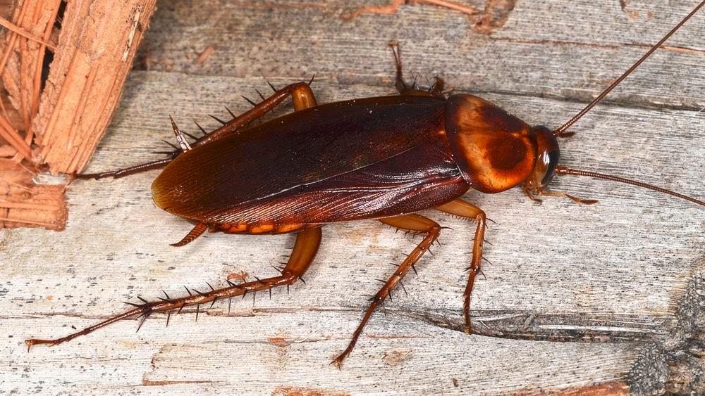 Sugar traps force cockroaches to adapt new sex ‘gifts’