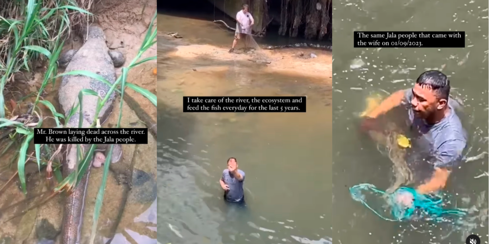 Support needed to stop animal and fish killing in KL’s urban orchard Support needed to stop animal and fish killing in KL’s urban orchard