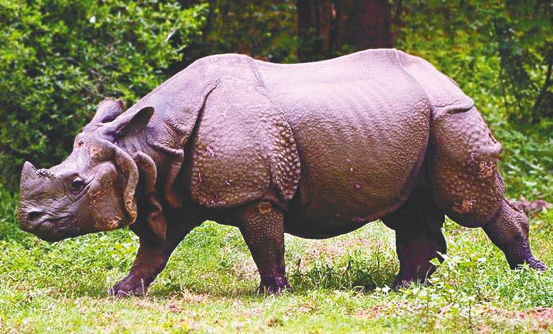 Tale of survival and hope for rhinos
