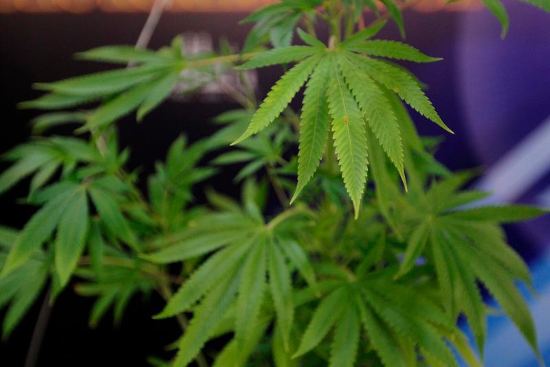 Thailand PM vows to end recreational use of cannabis