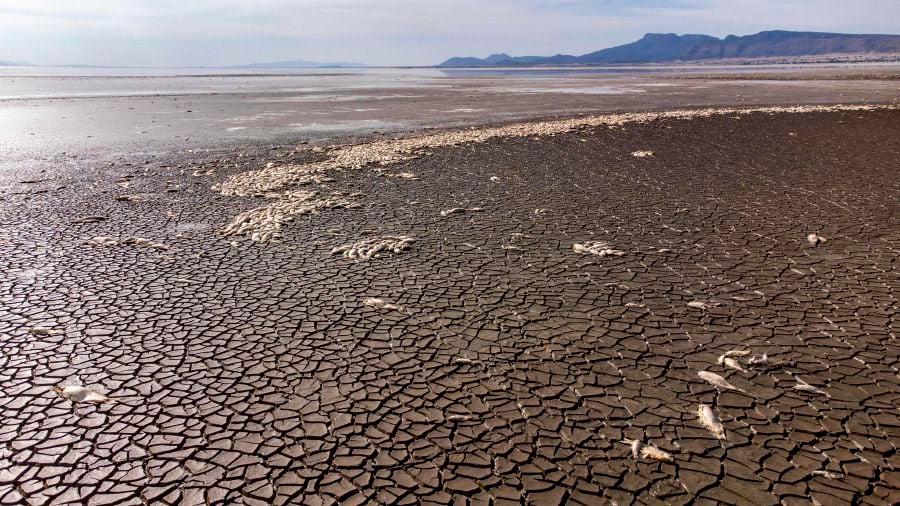 Thousands of fish dead as lake dries in Mexican drought