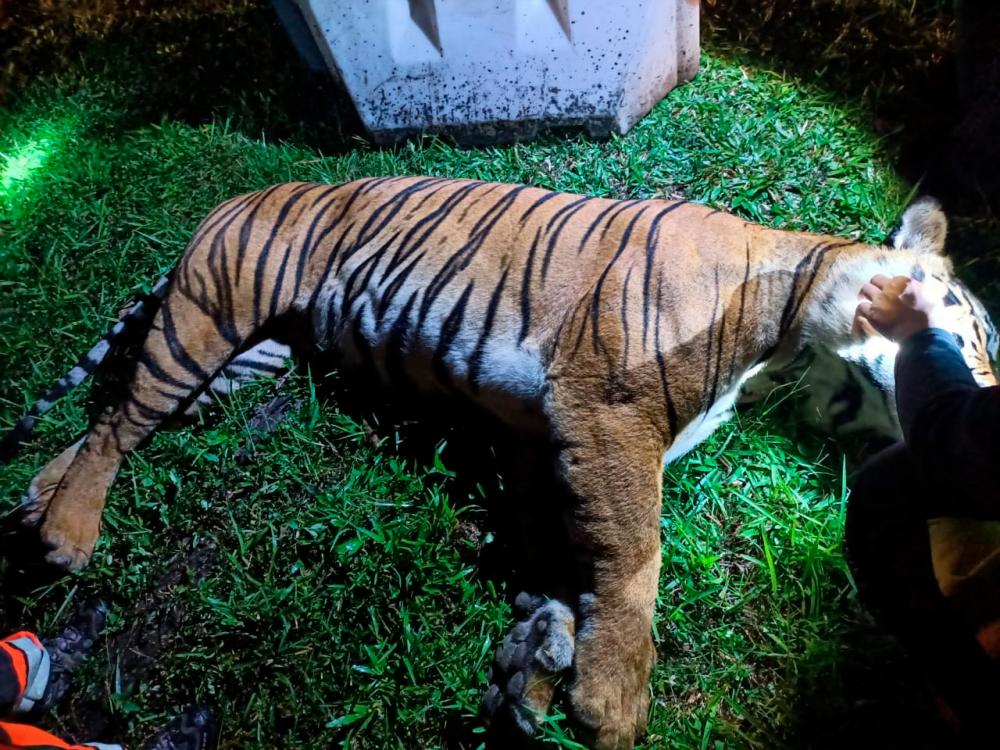 Tiger found dead on NSE, believed hit by trailer Tiger found dead on NSE, believed hit by trailer