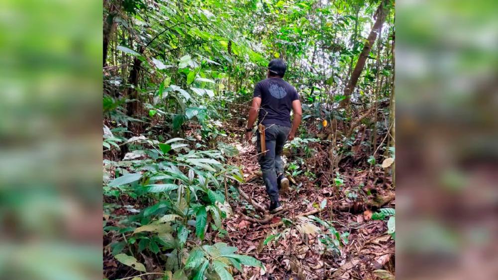 Tiger sighting: Wildlife Dept to install cameras along Jalan Batang Kali-Genting Highlands
