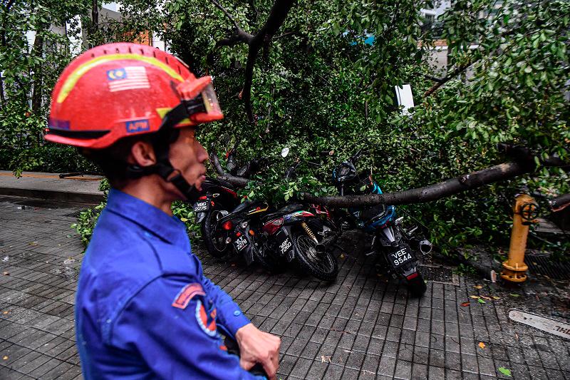 Tree tragedy: DBKL ordered to cut down high-risk trees