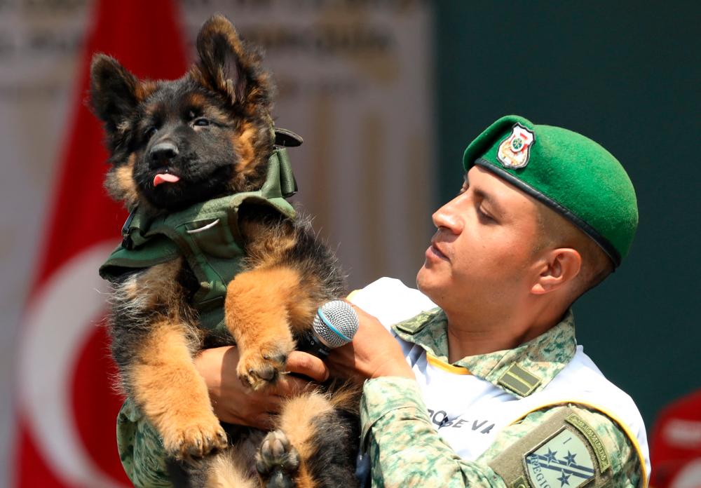 Turkey gifts Mexico adorable pup after a rescue dog was lost on quake duty