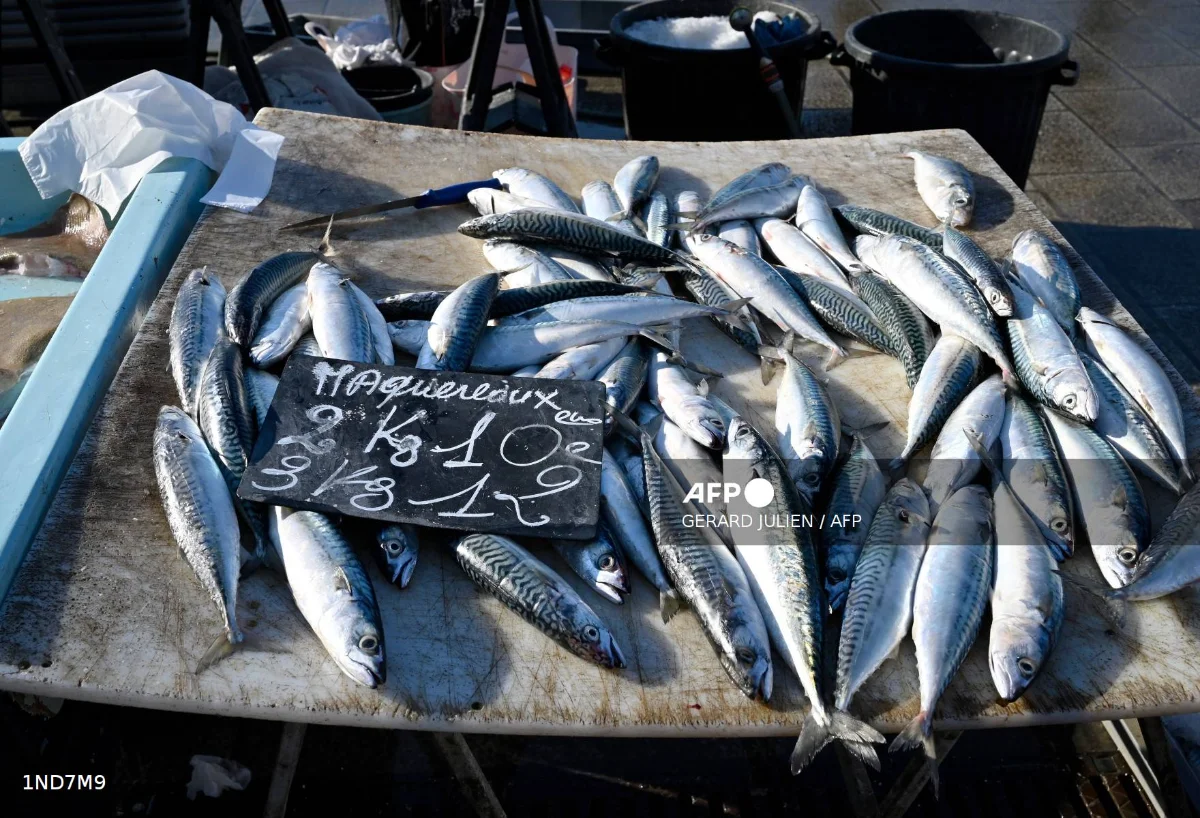 UK_supermarket_halts_mackerel_sales_over_overfishing_concerns UK supermarket halts mackerel sales over overfishing concerns