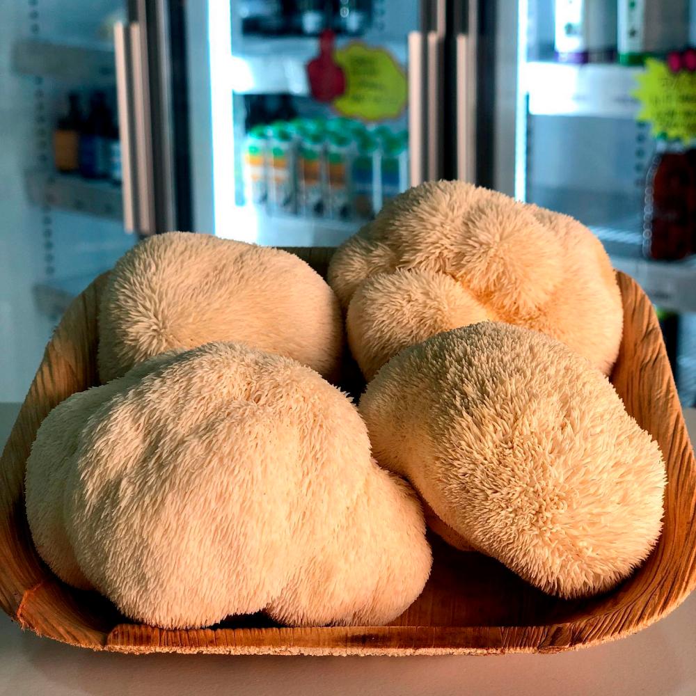 UM researchers studying potential health benefits of lion’s mane mushroom UM researchers studying potential health benefits of lion’s mane mushroom