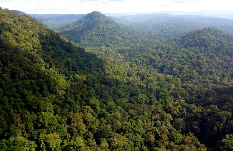 UNFF19: Malaysia reiterates commitment to maintain 50% of forest cover UNFF19: Malaysia reiterates commitment to maintain 50% of forest cover