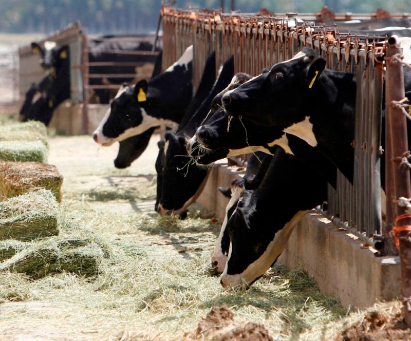US confirms third human bird flu case tied to dairy outbreak US confirms third human bird flu case tied to dairy outbreak