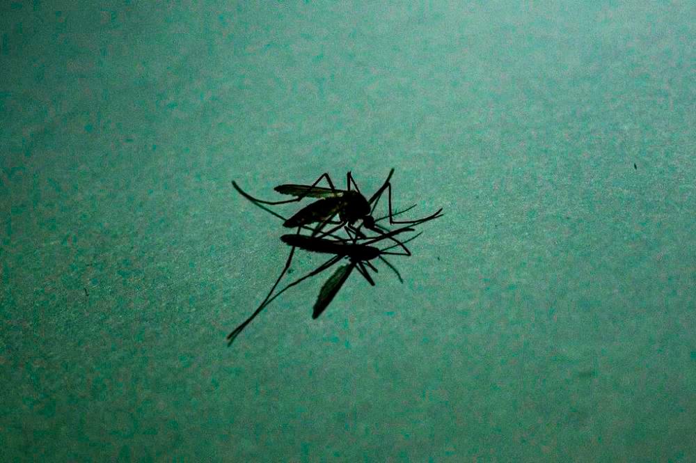 WHO recommends malaria vaccine, roll out in early 2024 in some African countries