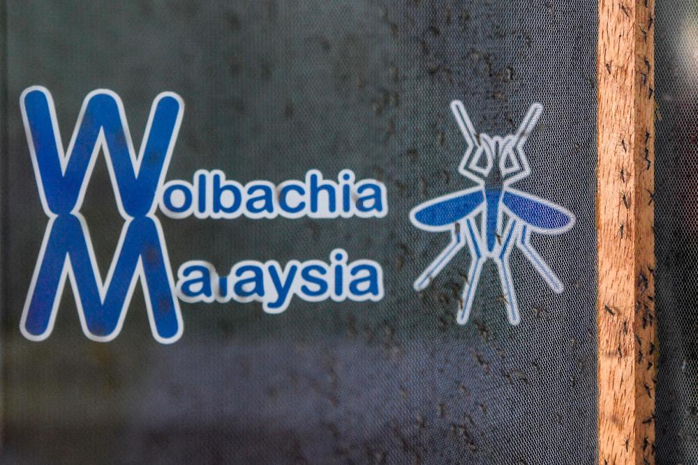WMO succeed in reducing dengue cases by 45 to 100 per cent - Lukanisman WMO succeed in reducing dengue cases by 45 to 100 per cent - Lukanisman