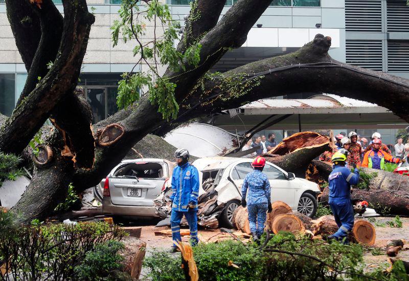 ‘Wait for statement over toppled tree’ ‘Wait for statement over toppled tree’