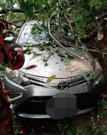 Wanita nyaris maut pokok hempap kereta Wanita nyaris maut pokok hempap kereta