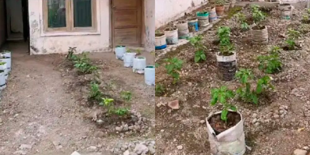 Woman returns home to discover her neighbour has grown chillies on her house porch Woman returns home to discover her neighbour has grown chillies on her house porch
