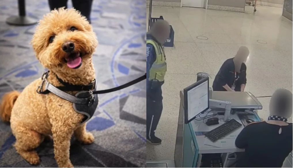 Woman in US arrested for abandoning dog at airport