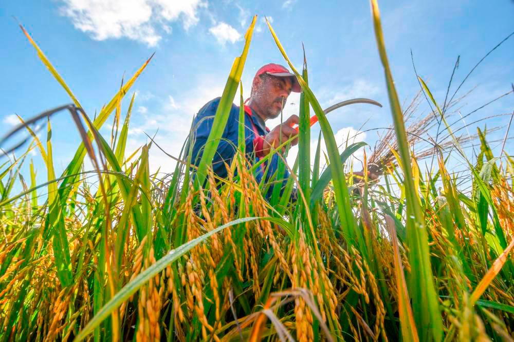 Zahid: 50,000 hectares of land identified for padi planting in Sabah, Sarawak Zahid: 50,000 hectares of land identified for padi planting in Sabah, Sarawak