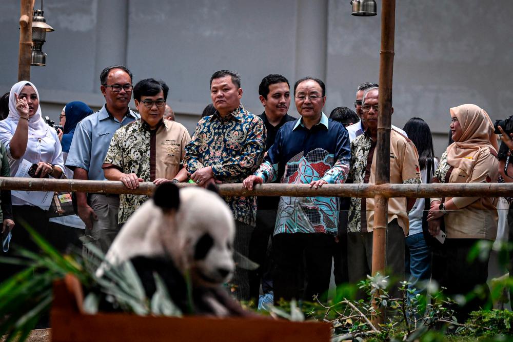 Zoo Negara recognised as among best caretakers of giant pandas in the world