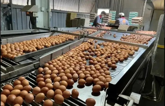 hock-soon-eggs Hock Soon Capital ready to ride expansion wave, favourable tailwinds: Mercury Securities