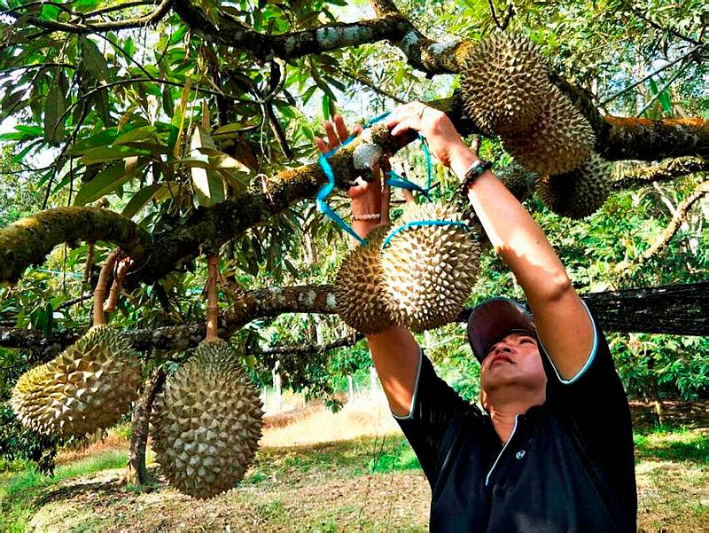 2,053 hectares of Musang King plantations in Sabah as of last year 2,053 hectares of Musang King plantations in Sabah as of last year