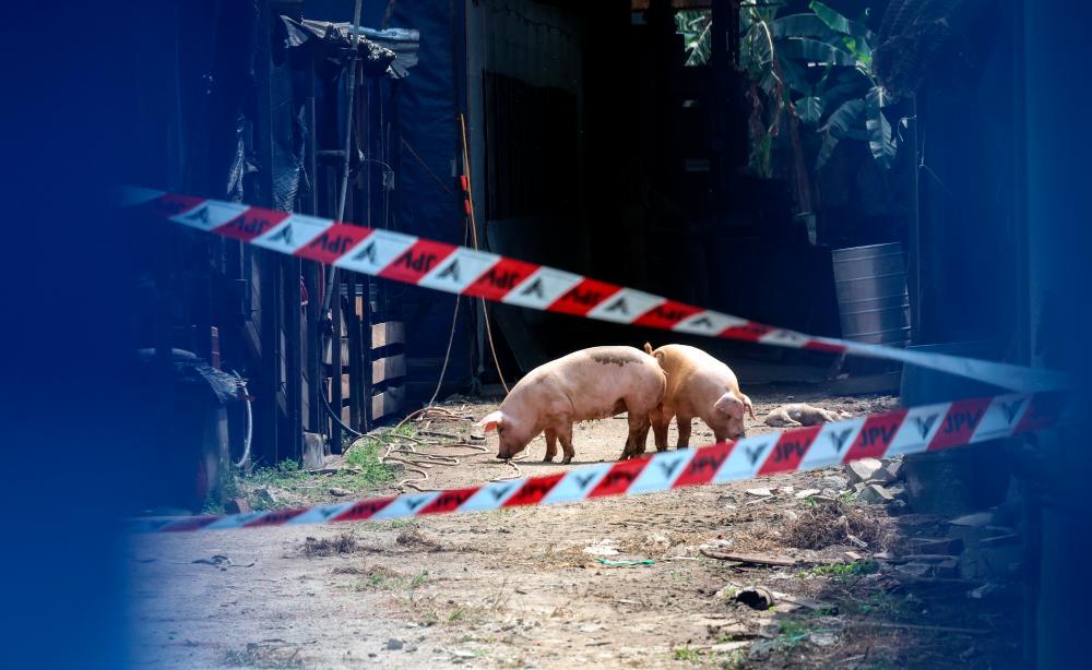 23 Penang pig farms hit by African swine fever