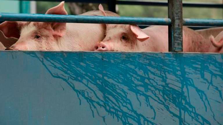 26 pig farms in Penang found dumping sewage directly into river 26 pig farms in Penang found dumping sewage directly into river