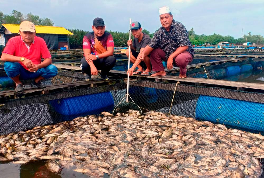 32 hybrid grouper breeders suffer loses of over RM1m due to floods 32 hybrid grouper breeders suffer loses of over RM1m due to floods