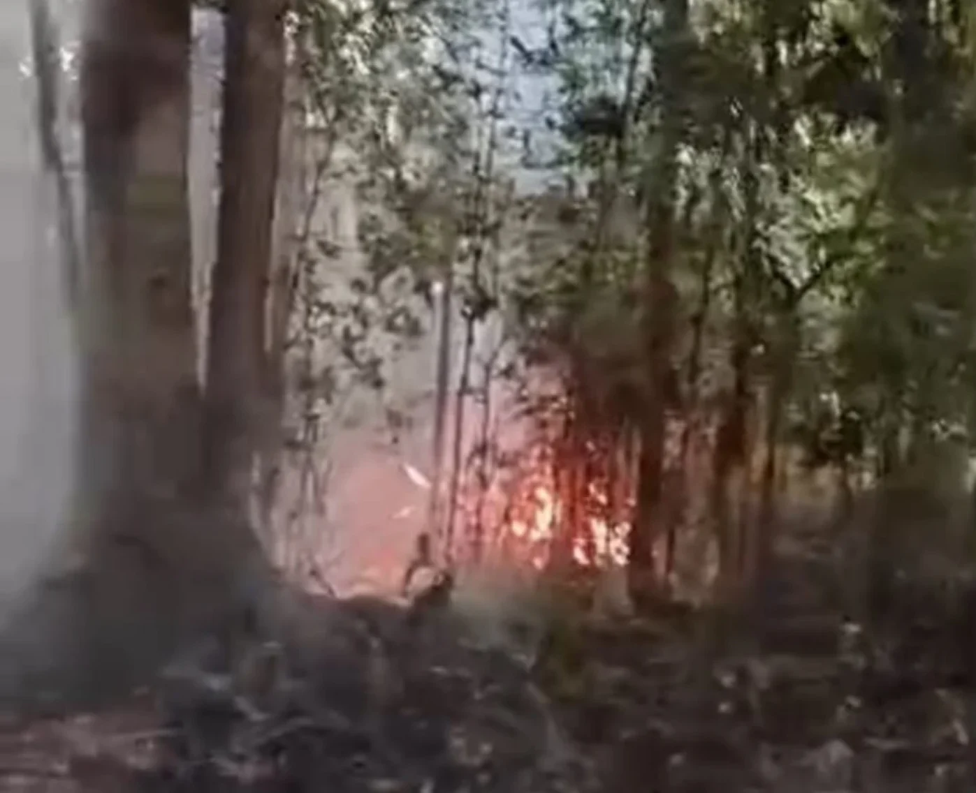 Tanjung Bungah forest fire contained, no injuries reported Tanjung Bungah forest fire contained, no injuries reported