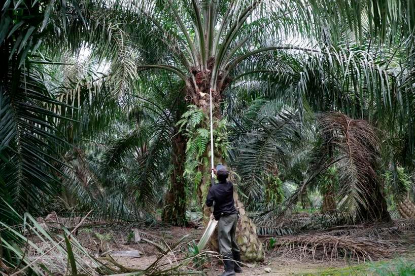 47,731 hectares in Sarawak developed by Felcra for oil palm