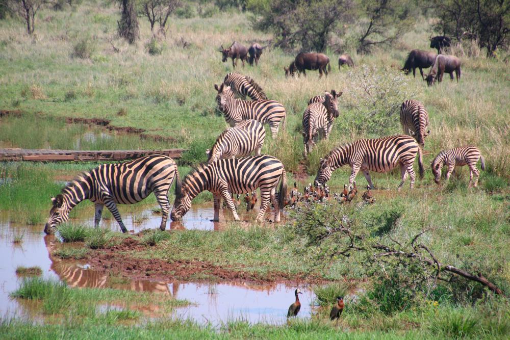 9 zebras die mysteriously at safari park in Bangladesh