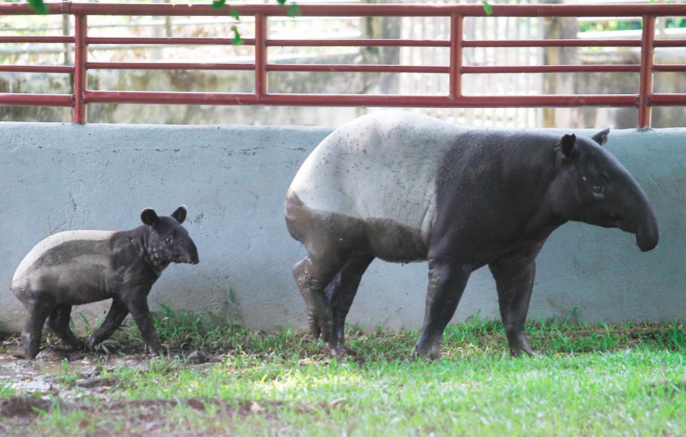 92 Malayan Tapirs killed in five years due to road accidents in the country