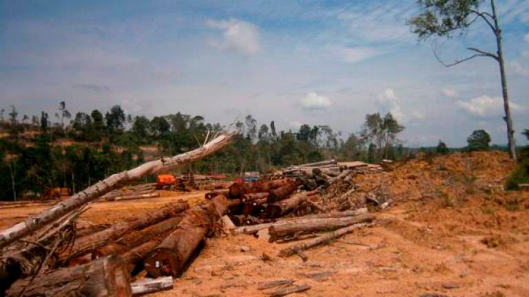 About 3,500 hectares of forest reserves in Kedah illegally cleared â JPNK