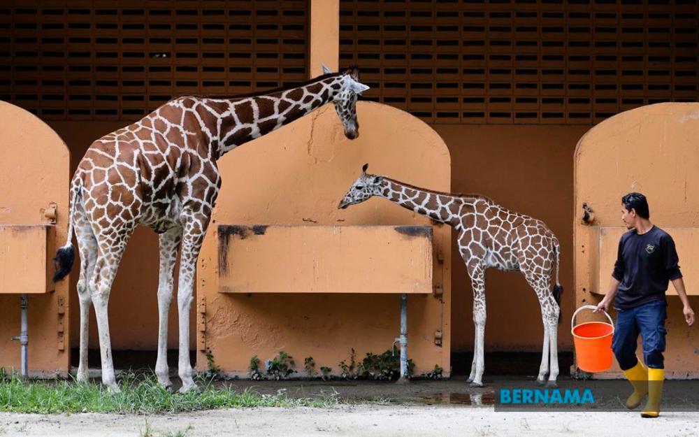 âAdopt an animalâ receives encouraging response despite MCO/CMCO - Zoo Negara