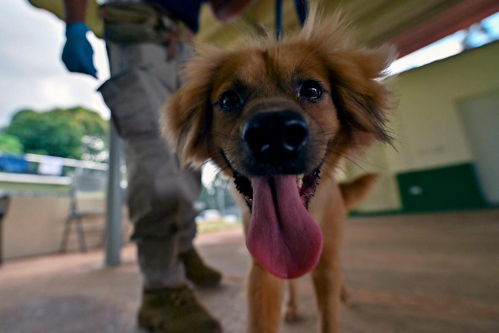 After 40-day overseas trip, stray ‘Mili’ finds new life as sniffer dog