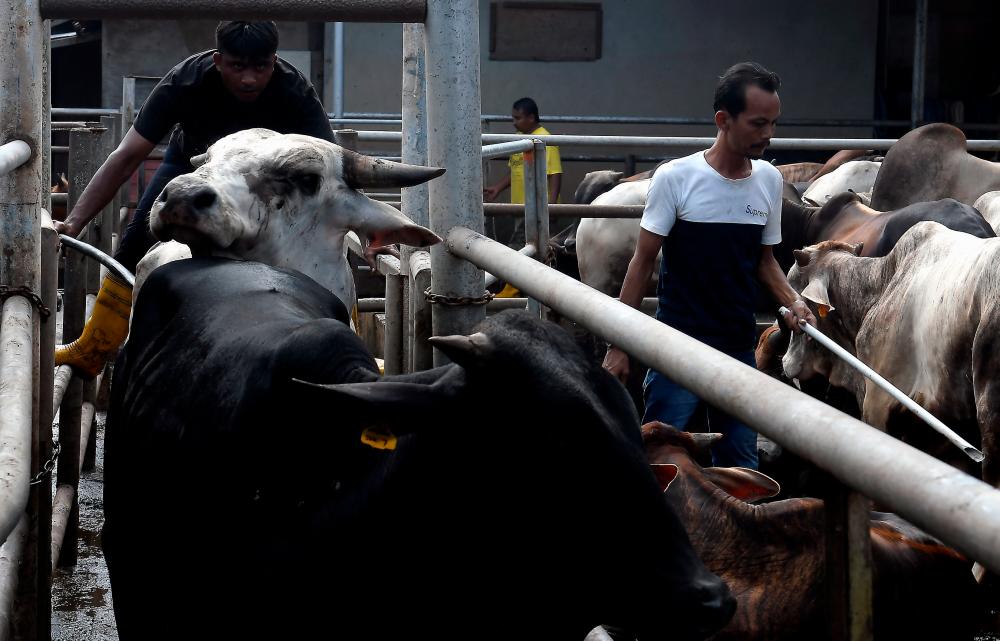Aidiladha: local cattle, goats FMD-free, safe for sacrificial rites