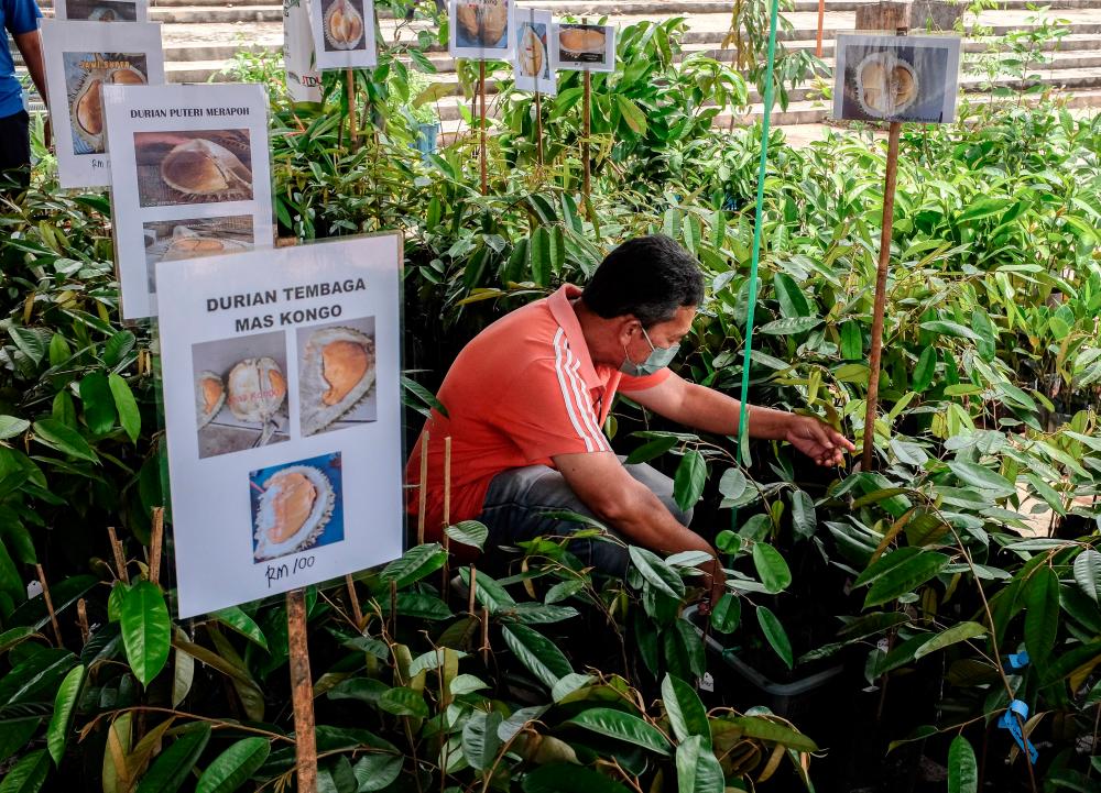 Anak pokok durian Musang King jadi tumpuan pengunjung MAHA 2022