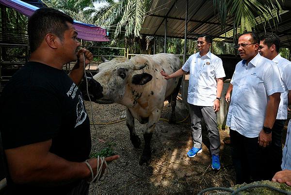 Audit: Pawah Cattle Breeding Scheme fails to collect RM118,000 in govt revenue