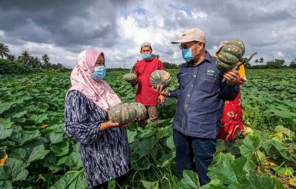 Bachok farmers make RM32 million growing watermelons, pumpkins, sweet potatoes Bachok farmers make RM32 million growing watermelons, pumpkins, sweet potatoes