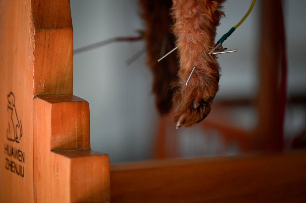 Beijing’s pet lovers turn to acupuncture to treat their furry friends Beijing’s pet lovers turn to acupuncture to treat their furry friends