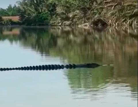 Beware of crocodiles in Sungai Belat, Sungai Kuantan: Perhilitan Beware of crocodiles in Sungai Belat, Sungai Kuantan: Perhilitan