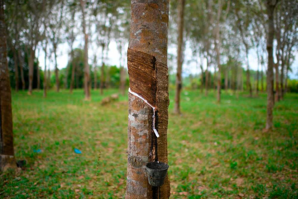 Budget 2023: Rubber tappers laud govt’s initiative to increase ceiling price of rubber