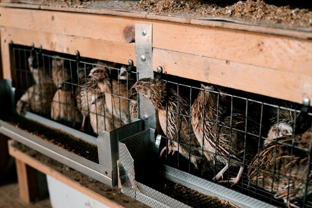 Bulgaria to cull 25,000 quails to contain flu outbreak