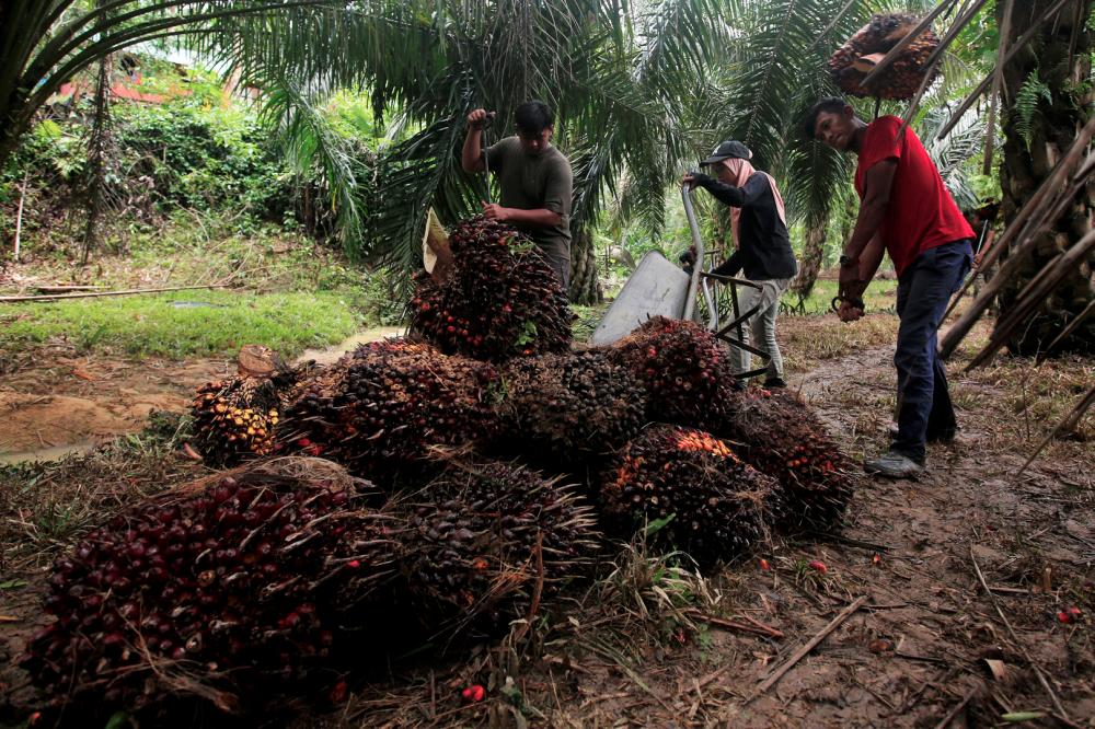 Campaign to end misinformation, counter anti-palm oil narratives launched: Minister 