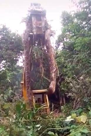 Crane used to lift one of worldâs biggest snakes (Video) Crane used to lift one of worldâs biggest snakes (Video)
