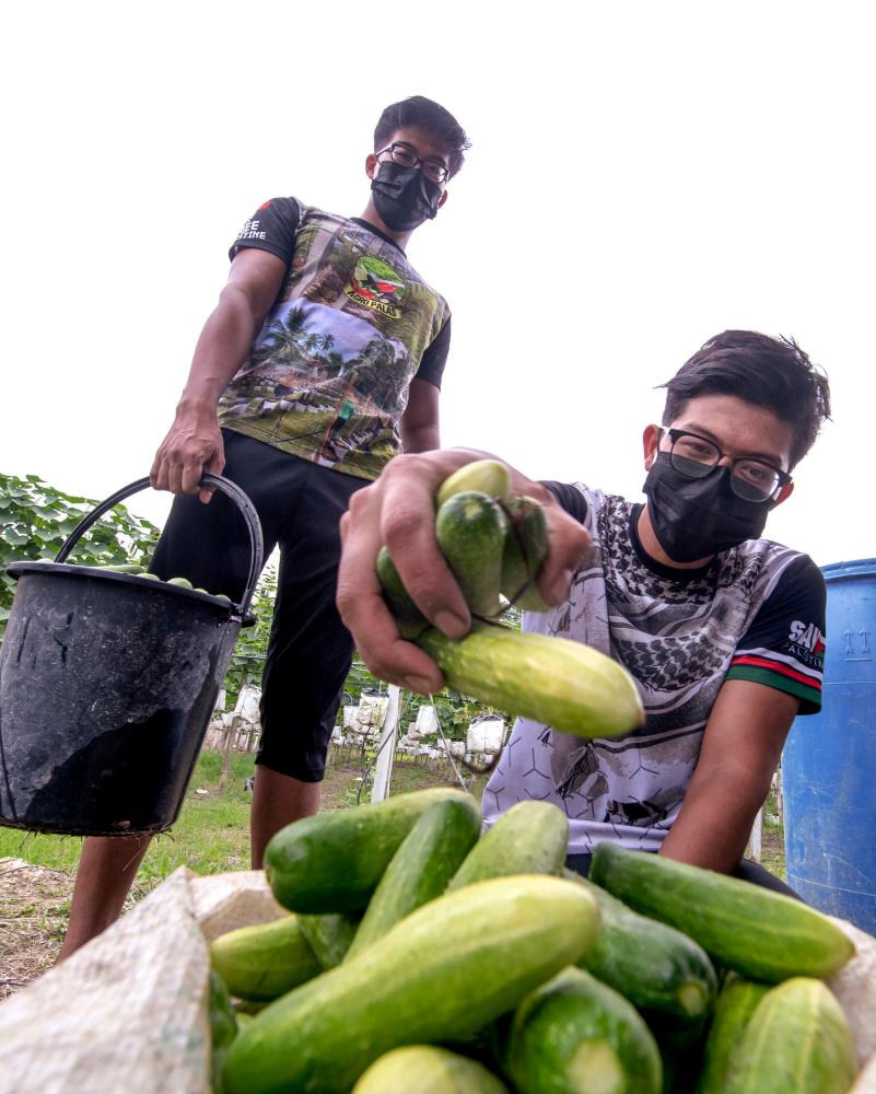 Cucumber brings rich harvest to graduate farmer Cucumber brings rich harvest to graduate farmer