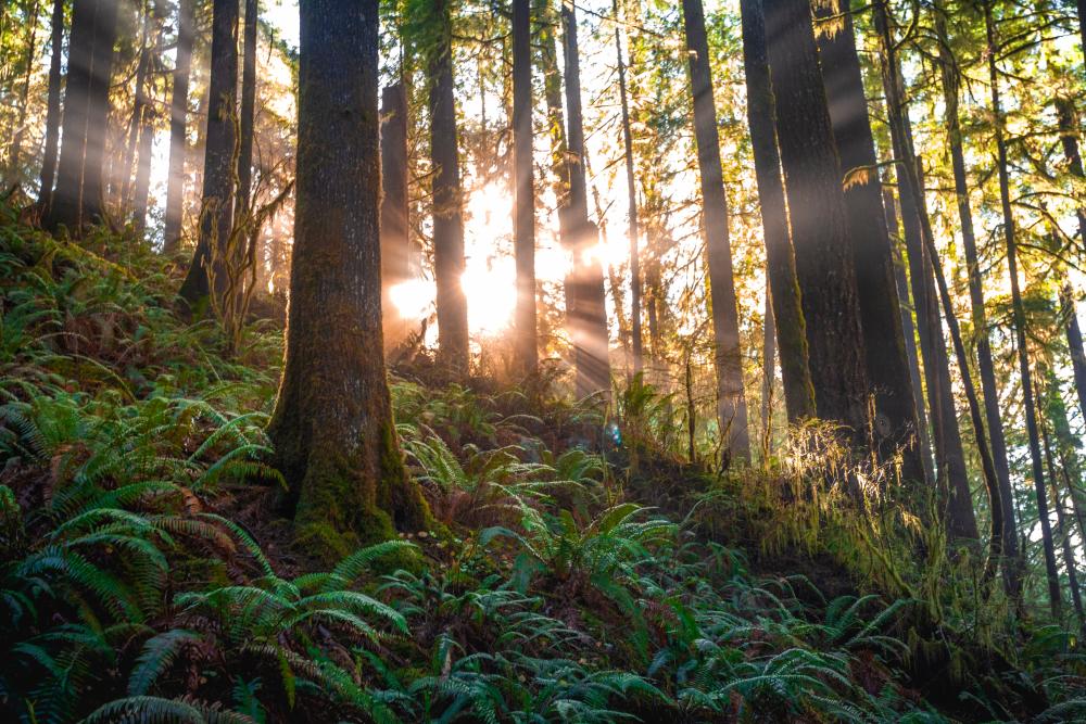 Dakwaan pembalakan di Hutan Simpan Kledang Saiong akan disiasat