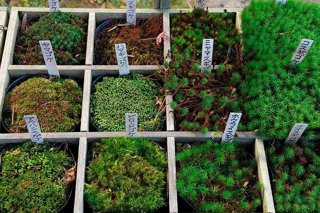 Different types of moss Different types of moss