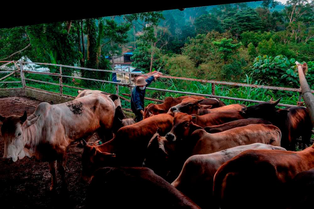 Difficult to set up teams to monitor halal abattoirs abroad: Idris