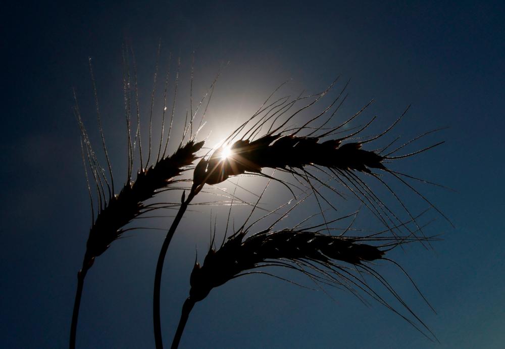 Don’t throw Russia out of G20, aid group says, with eye on food crisis